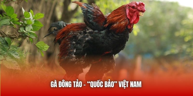 Gà Đông Tảo - “quốc bảo” Việt Nam