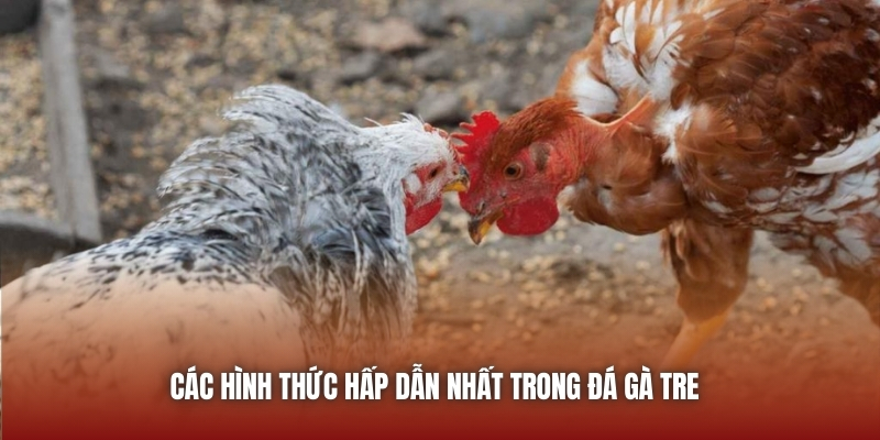 Các hình thức hấp dẫn nhất trong đá gà tre 