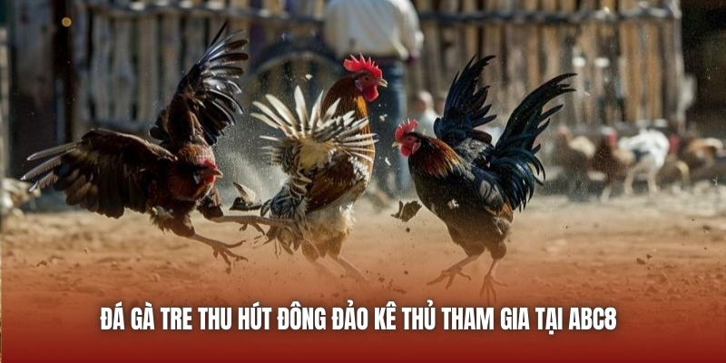 Đá gà tre thu hút đông đảo kê thủ tham gia tại ABC8 