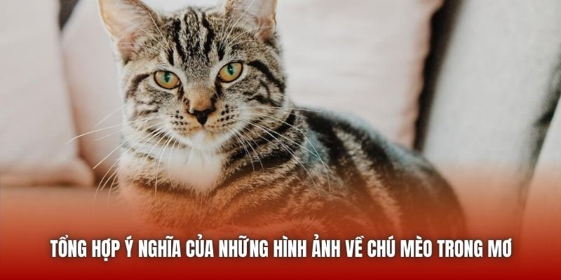 Tổng hợp ý nghĩa của những hình ảnh về chú mèo trong mơ