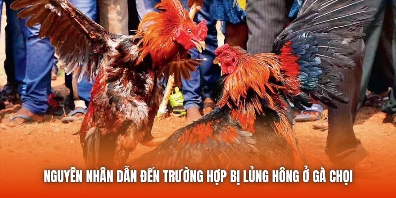 Nguyên nhân dẫn đến trường hợp bị lủng hông ở gà chọi